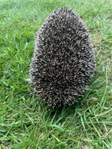 hedgehog harrogate